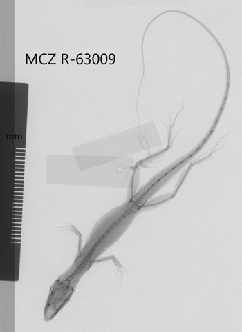 Media type: image;   Herpetology R-63009 Aspect: dorsoventral x-ray